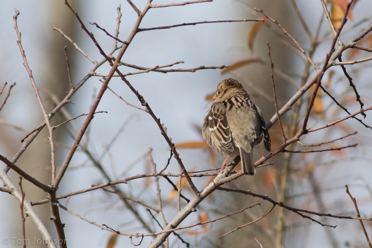 Harris's Sparrow - ML191518241