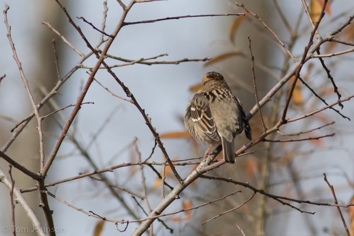 Harris's Sparrow - ML191518271