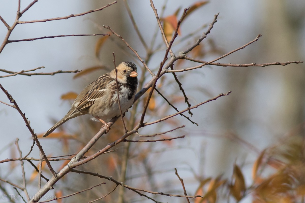 Harris's Sparrow - ML191518291