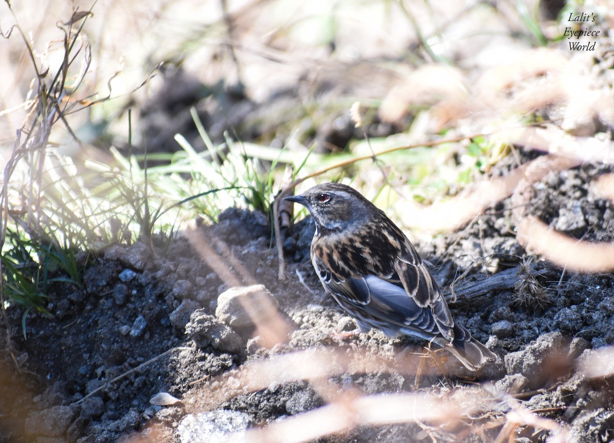 Altai Accentor - ML191518811