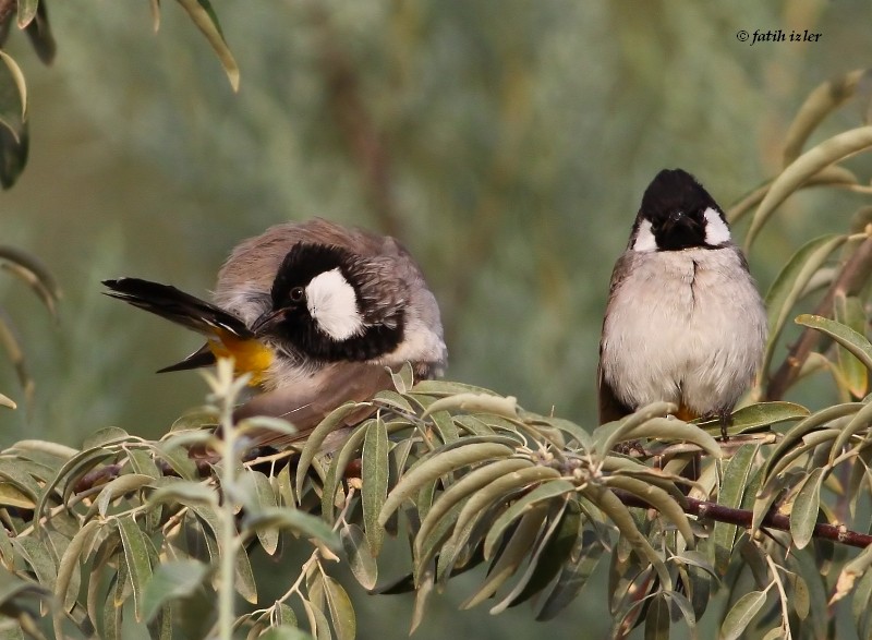 White-eared Bulbul - ML191520661