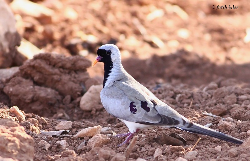 Namaqua Dove - ML191521511