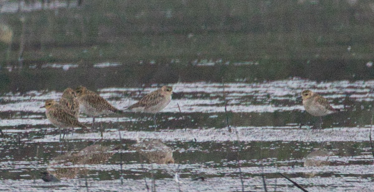 Pacific Golden-Plover - ML191522611