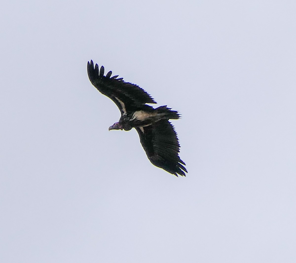 Lappet-faced Vulture - ML191522811
