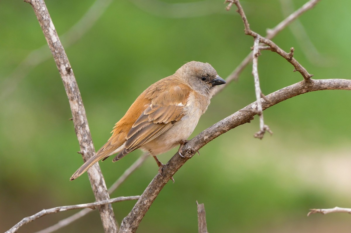 Southern Gray-headed Sparrow - ML191523161