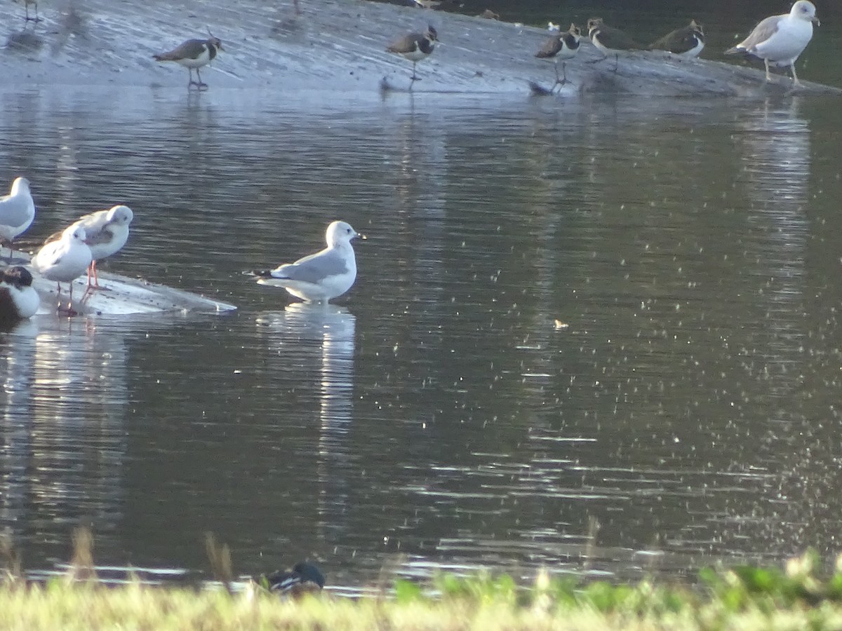 Common Gull - ML191525031