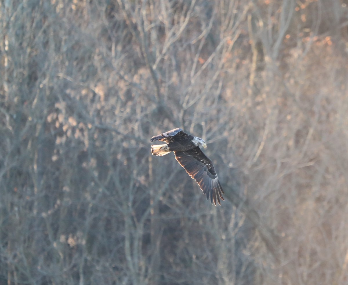 Bald Eagle - ML191525281