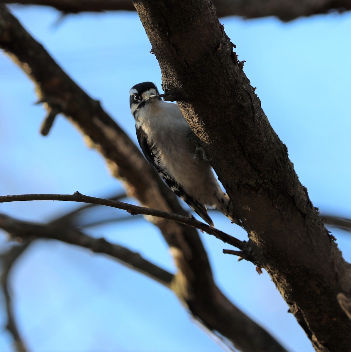 Downy Woodpecker (Eastern) - ML191525621