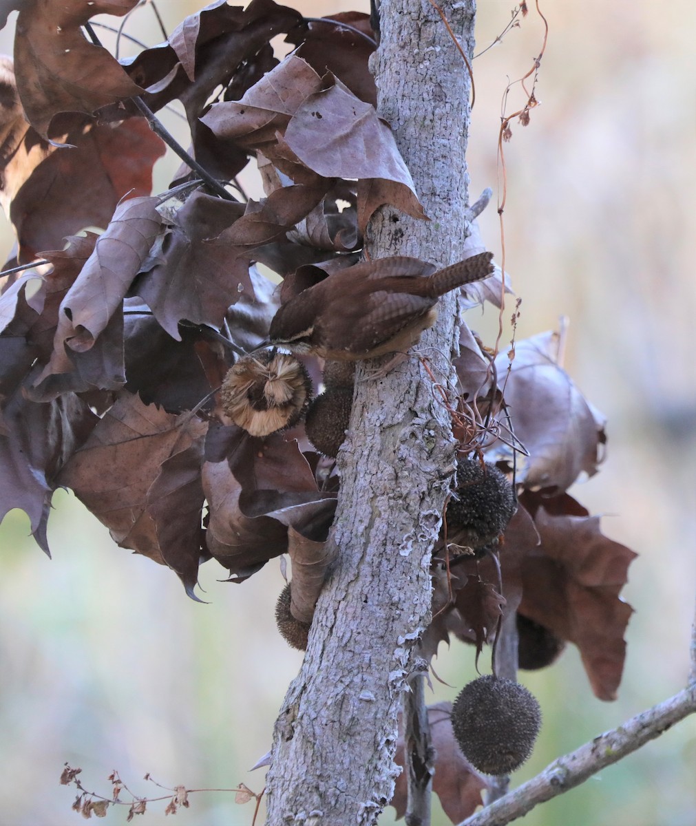 Carolina Wren - ML191526101