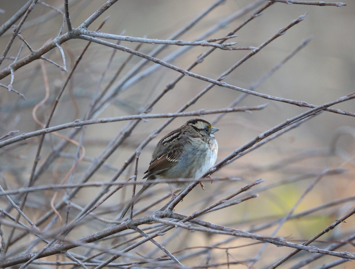 White-throated Sparrow - ML191526161