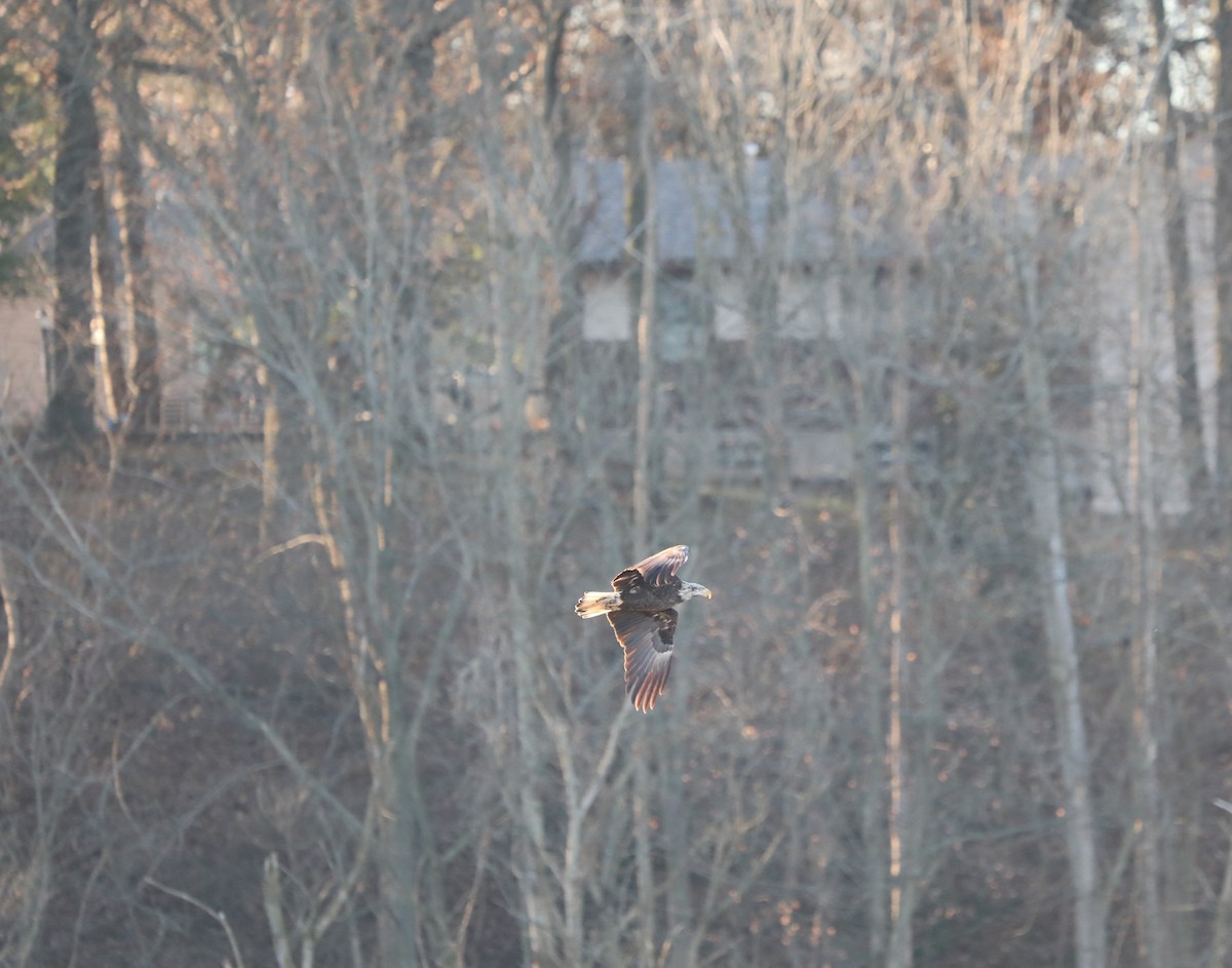 Bald Eagle - ML191526411