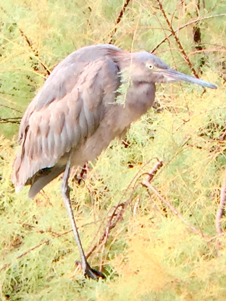 Reddish Egret - Freda Walker