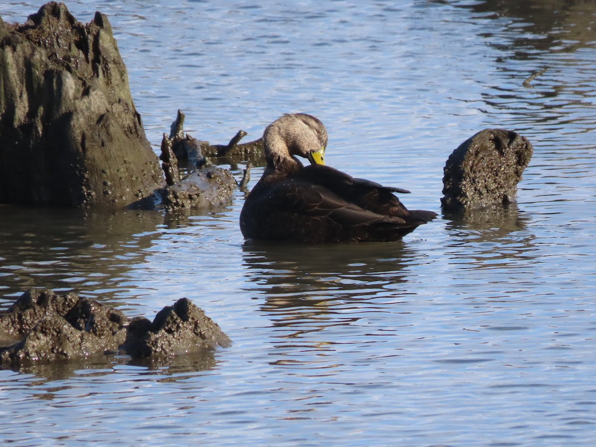 American Black Duck - ML191527711