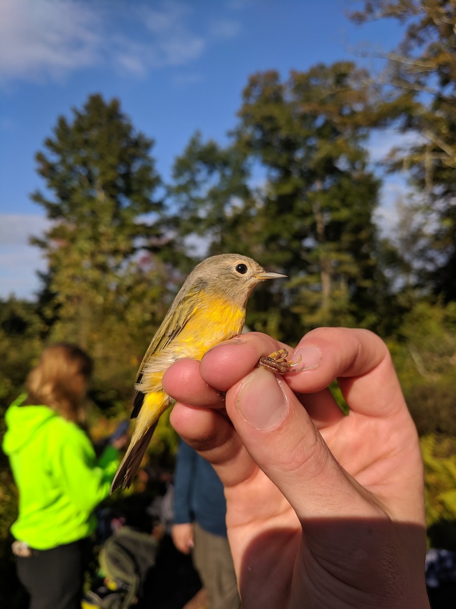 Nashville Warbler - ML191528531