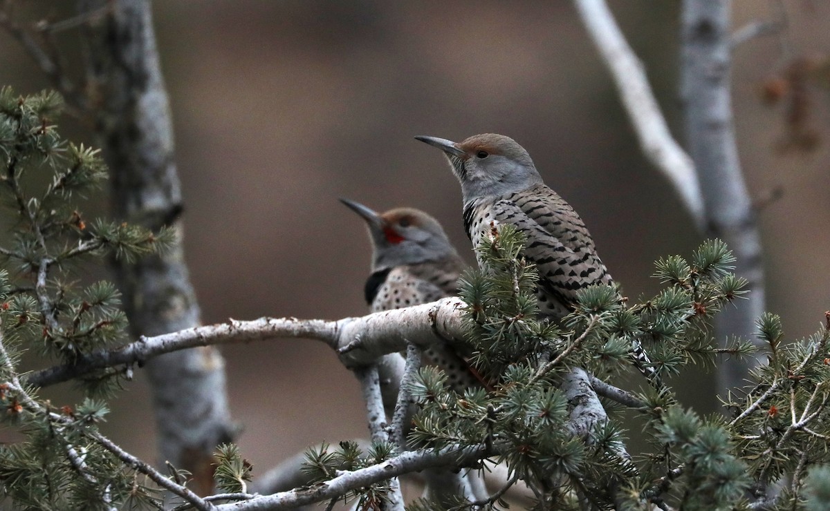 Northern Flicker (Red-shafted) - ML191528691