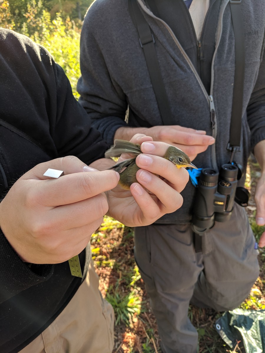 Common Yellowthroat - ML191528701