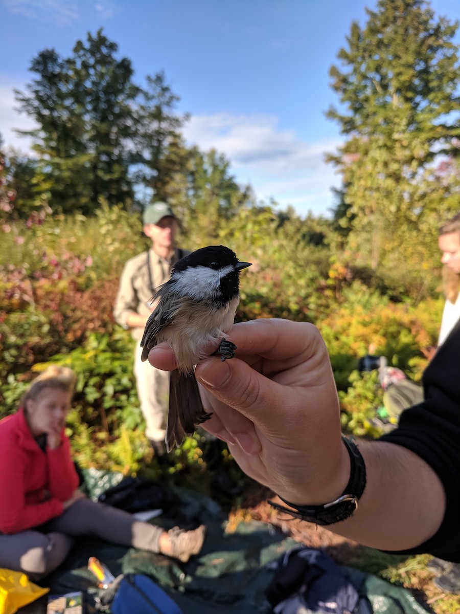 Black-capped Chickadee - ML191528771