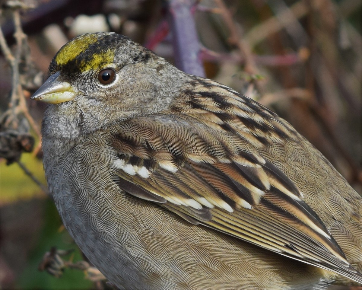 Golden-crowned Sparrow - ML191529851