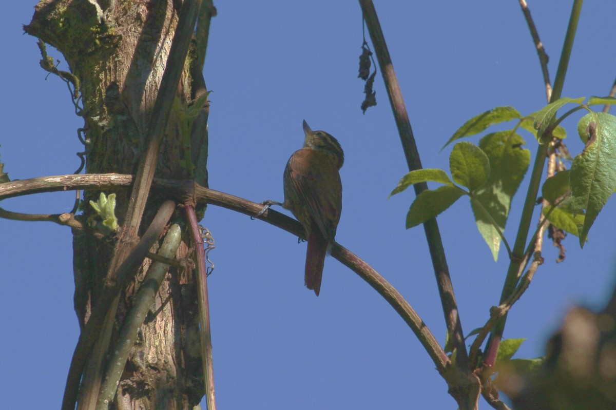 Streaked Xenops - ML191530551