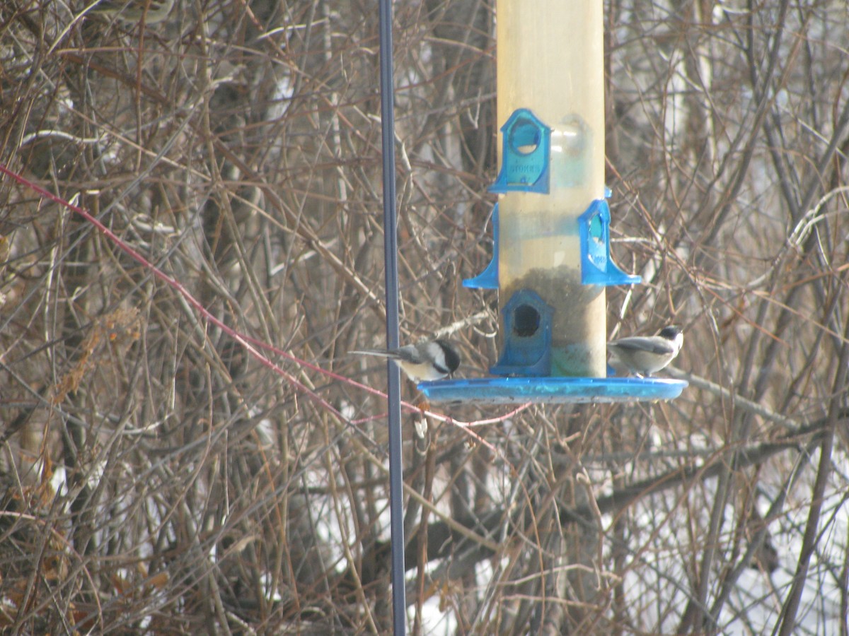 Black-capped Chickadee - ML191532141