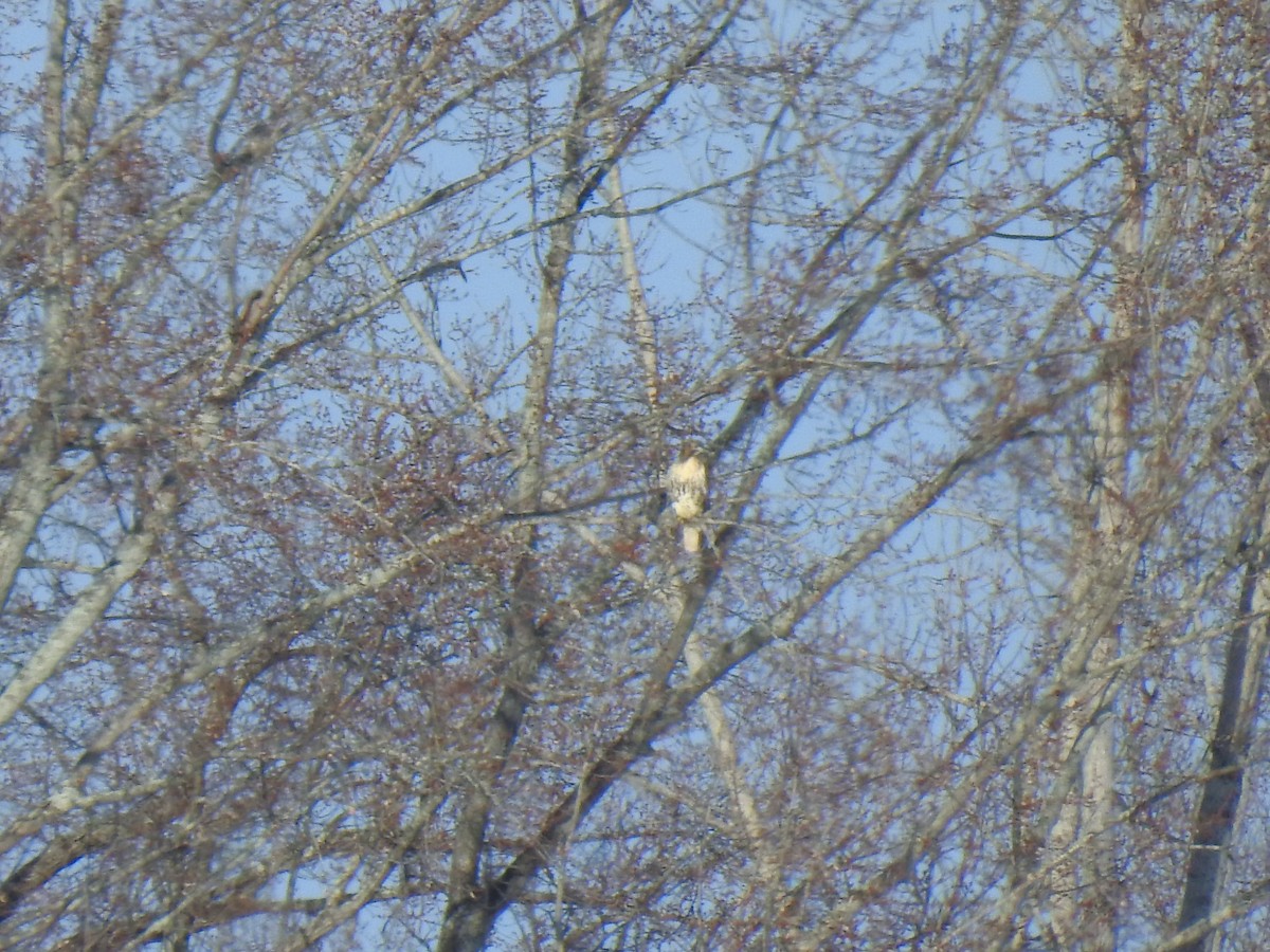 Red-tailed Hawk (borealis) - ML191532331