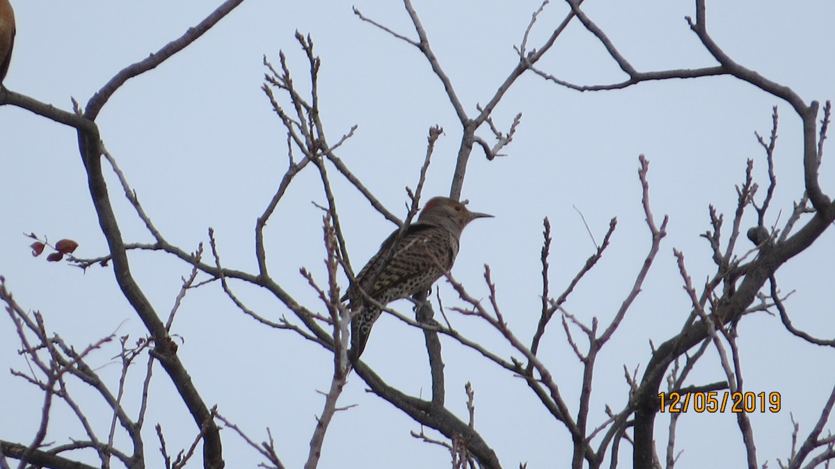 Northern Flicker (Yellow-shafted) - ML191533001