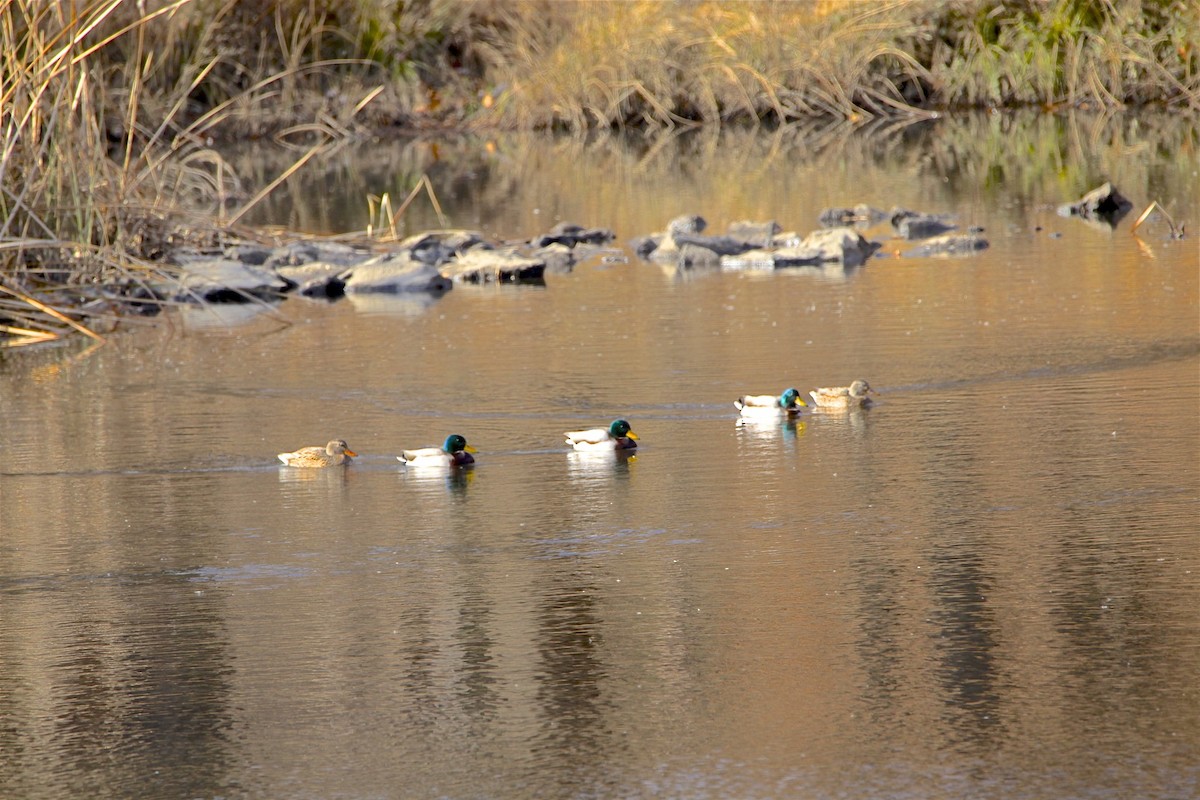 Mallard - Vickie Baily