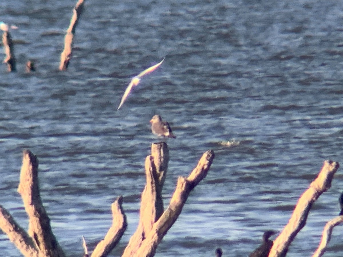 Heermann's Gull - ML191535661