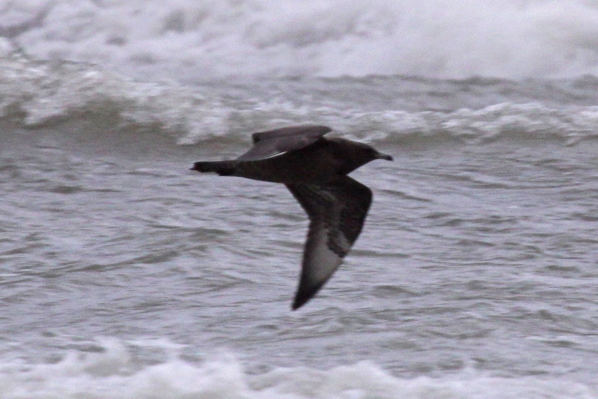 Pomarine Jaeger - John Kendall