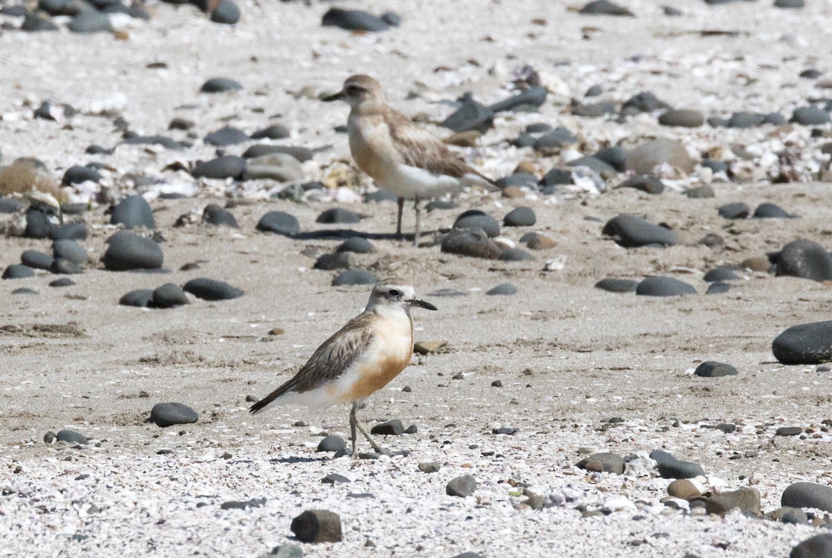 Red-breasted Dotterel - ML191539611