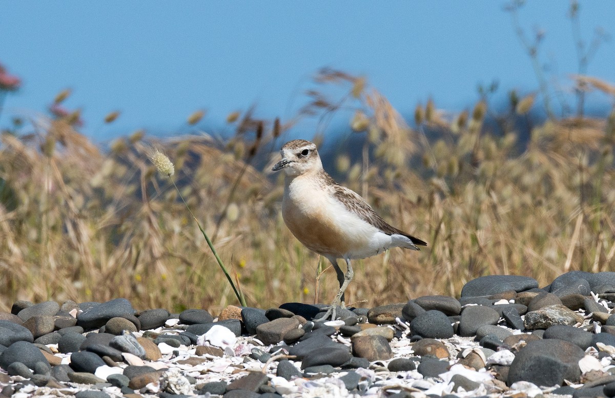 Red-breasted Dotterel - ML191539631