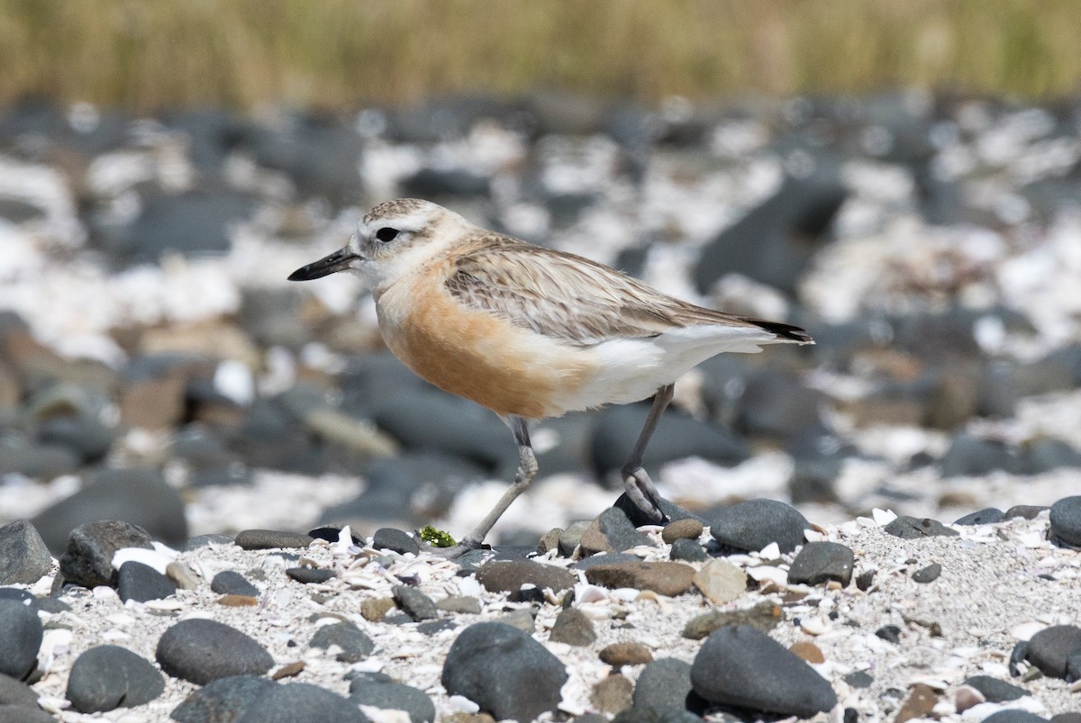 Red-breasted Dotterel - ML191539661