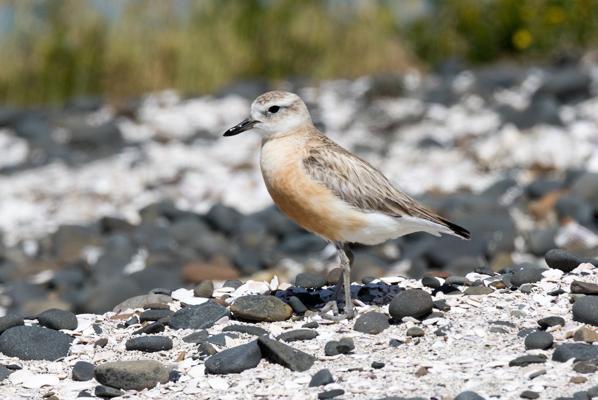 Red-breasted Dotterel - ML191539671