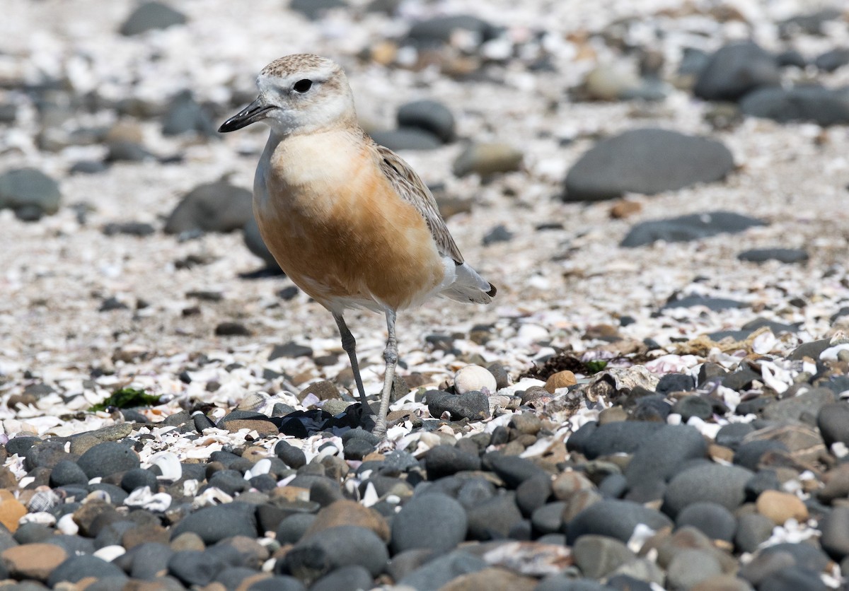 Red-breasted Dotterel - ML191539691