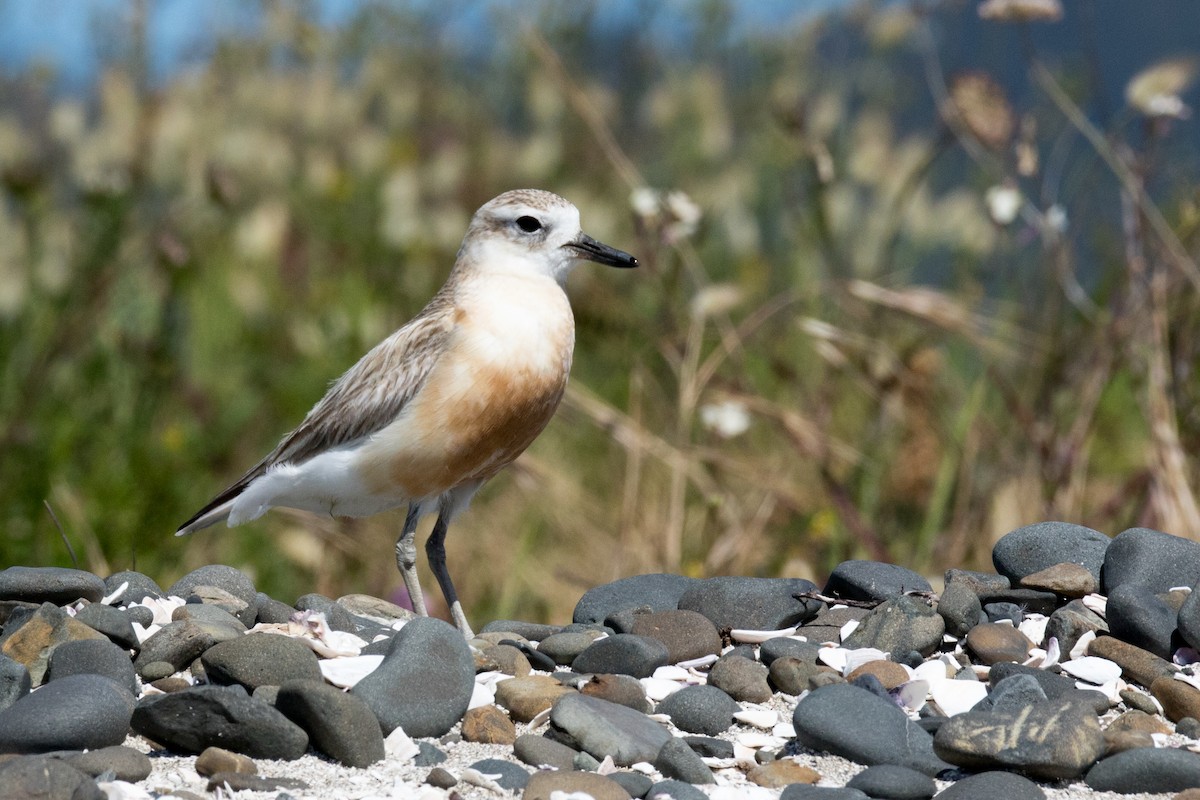 Red-breasted Dotterel - ML191539791