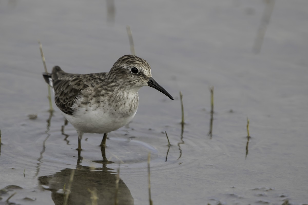 Least Sandpiper - Jorge Eduardo Ruano