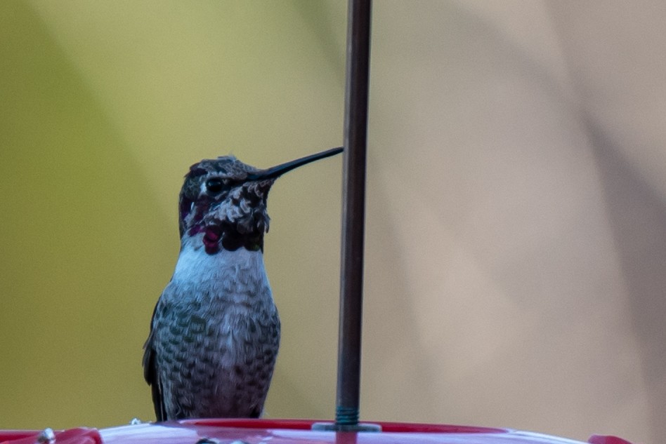 Anna's Hummingbird - ML191539971