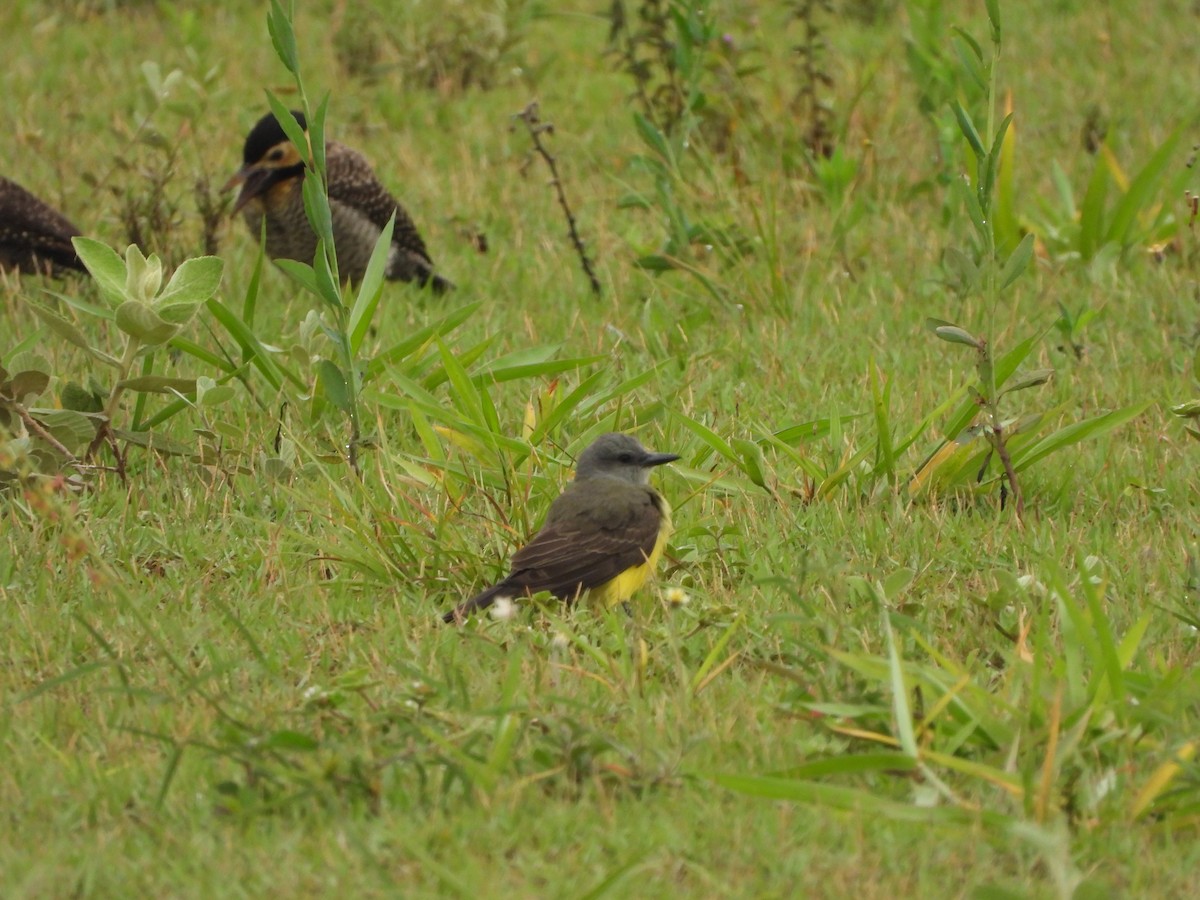 Tropical Kingbird - ML191540121