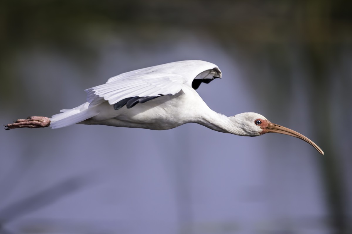 White Ibis - Jorge Eduardo Ruano