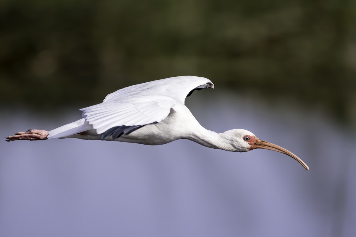 White Ibis - ML191540341