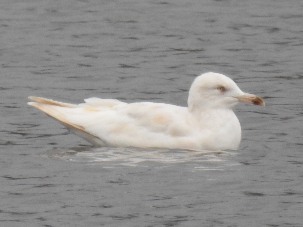 Herring Gull - ML191541381