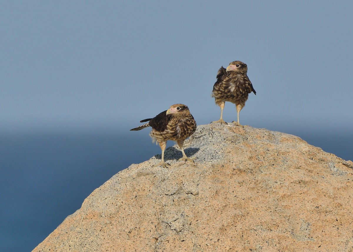 Yellow-headed Caracara - ML191543331