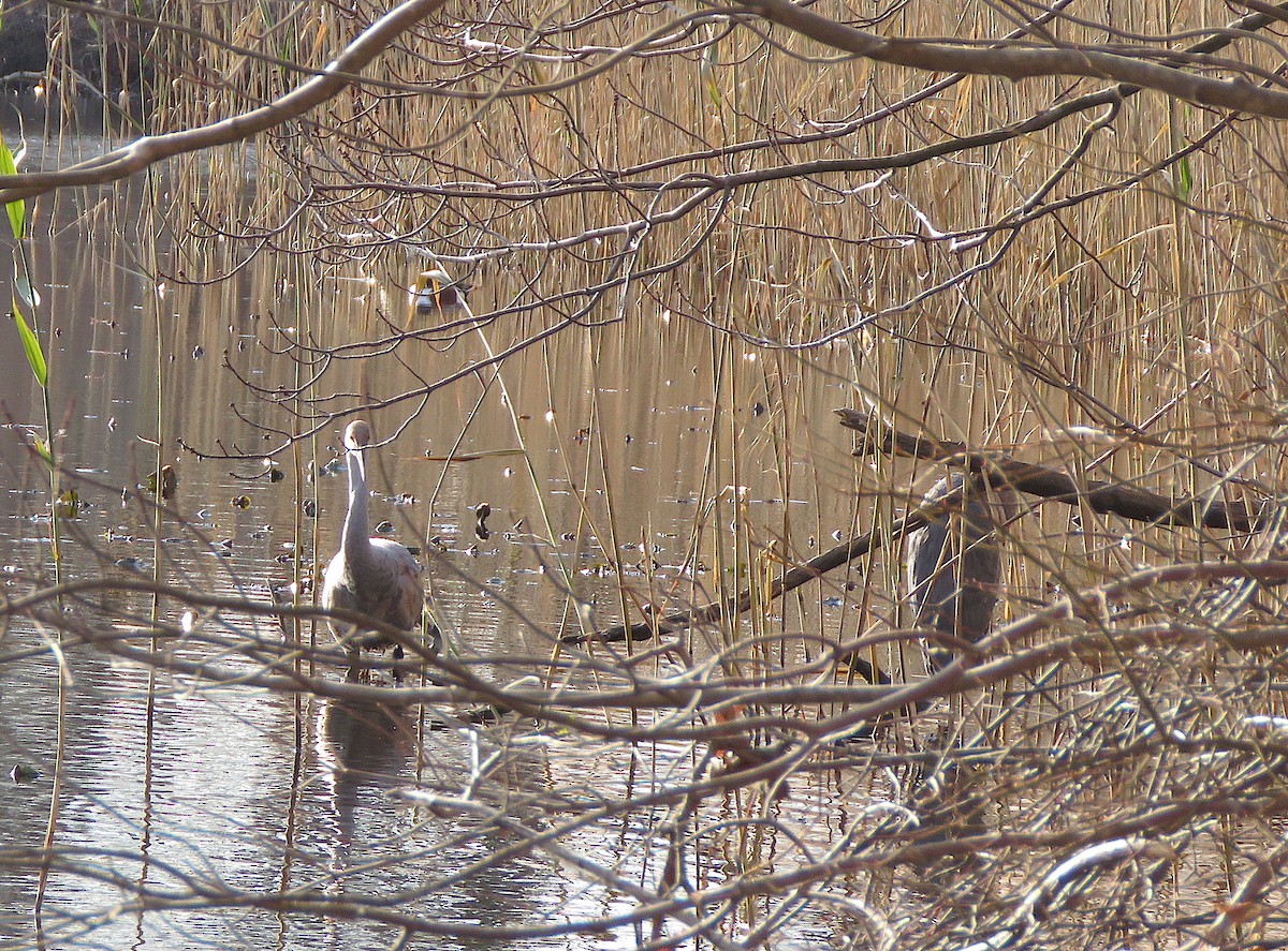 Sandhill Crane - ML191543531