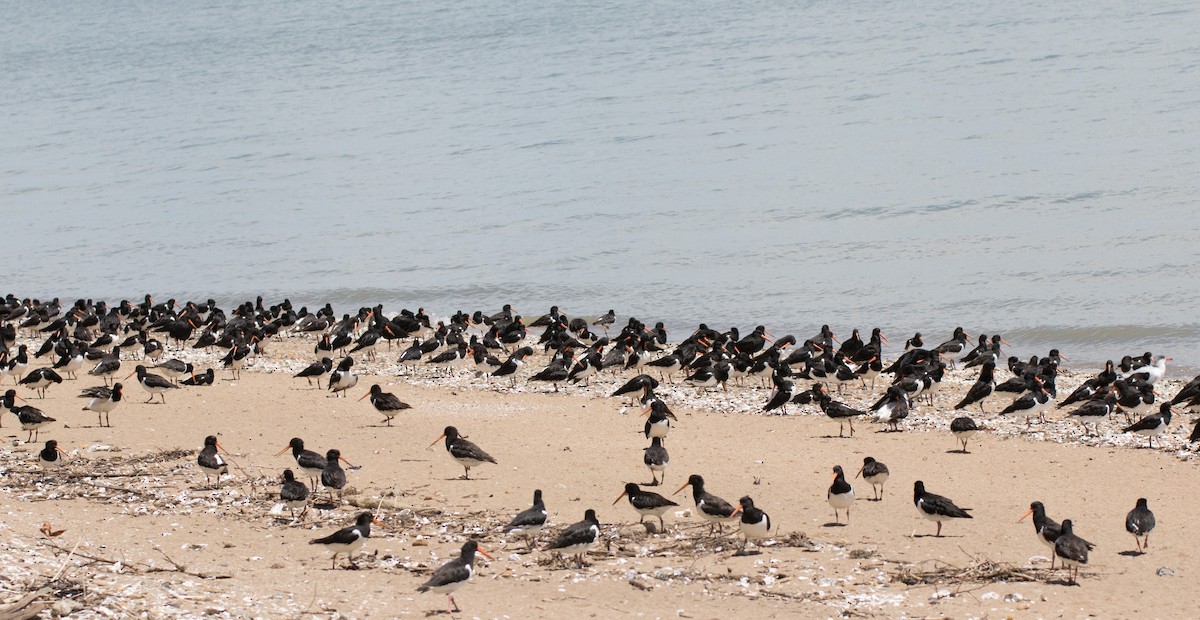 South Island Oystercatcher - ML191545191