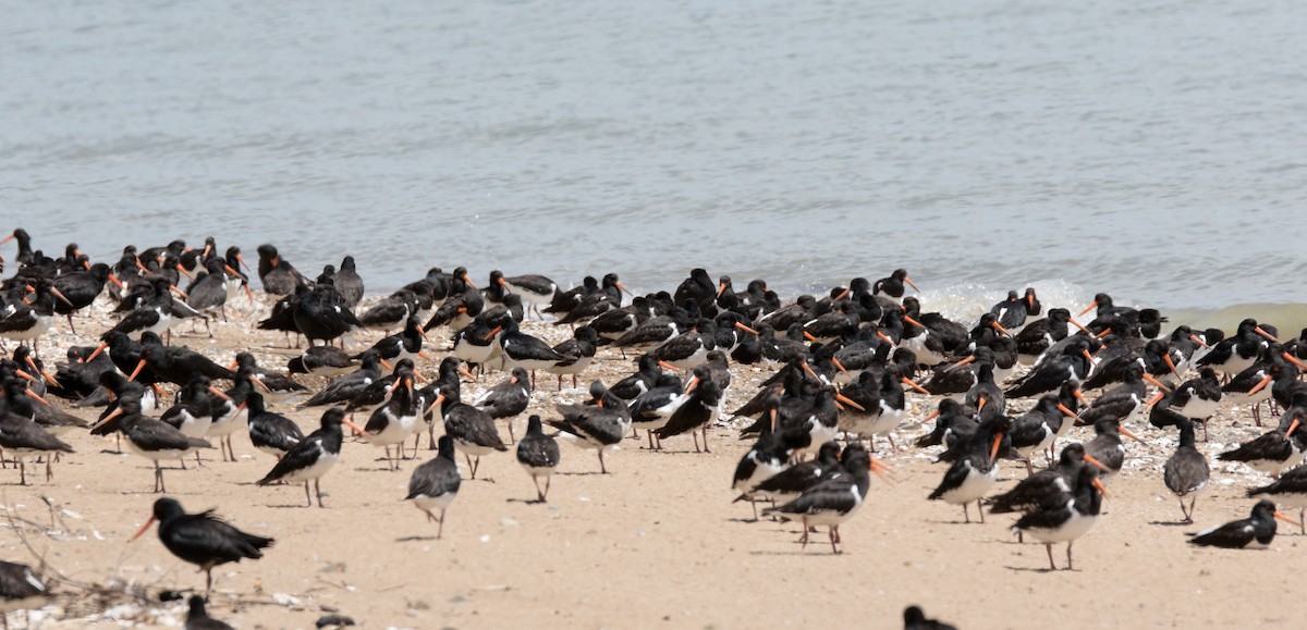 South Island Oystercatcher - ML191545201