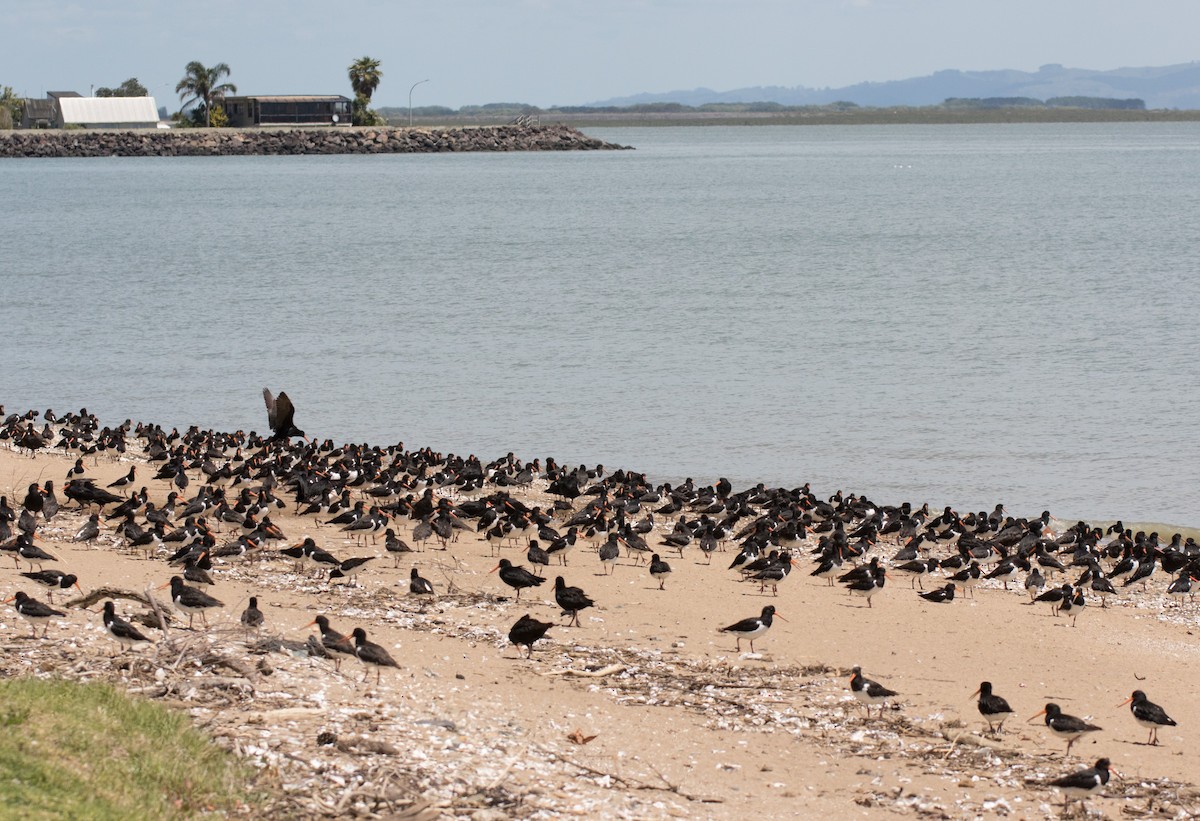 South Island Oystercatcher - ML191545221