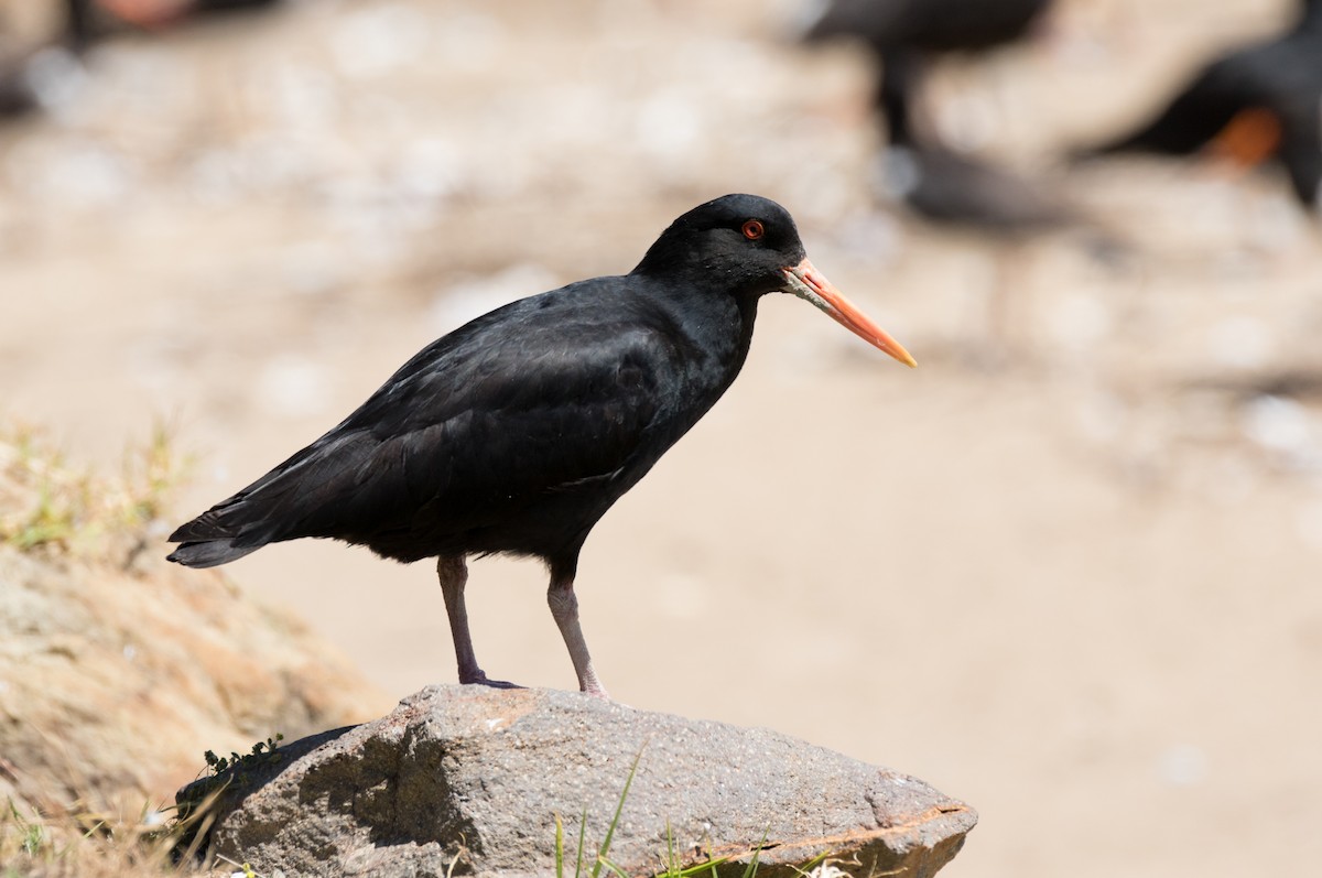 Variable Oystercatcher - ML191545331