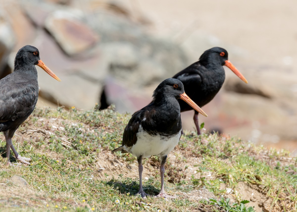 Variable Oystercatcher - Chris Barnes