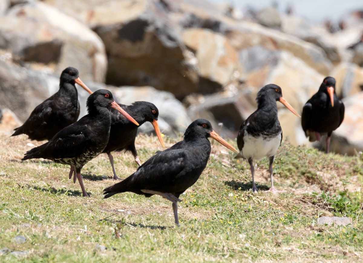 Variable Oystercatcher - ML191545371