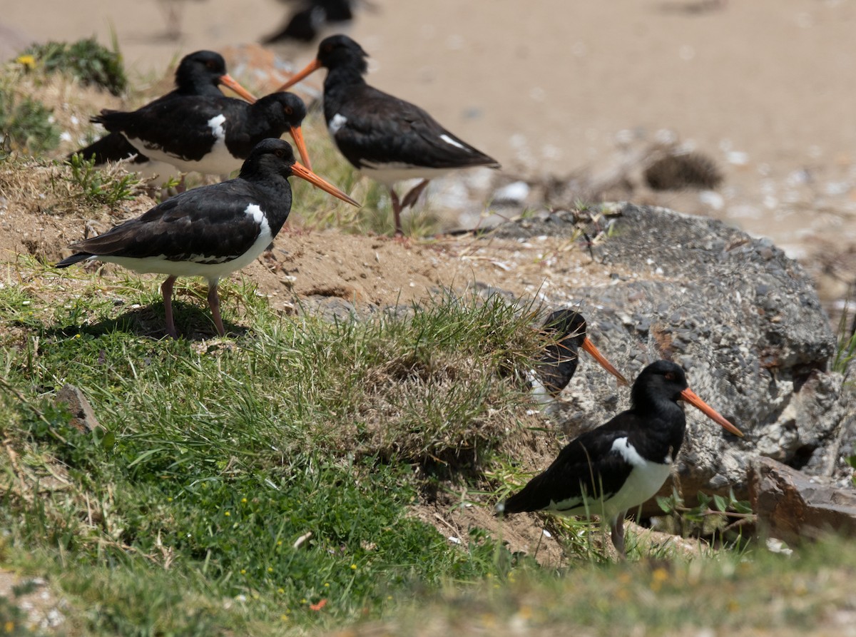 South Island Oystercatcher - ML191545431